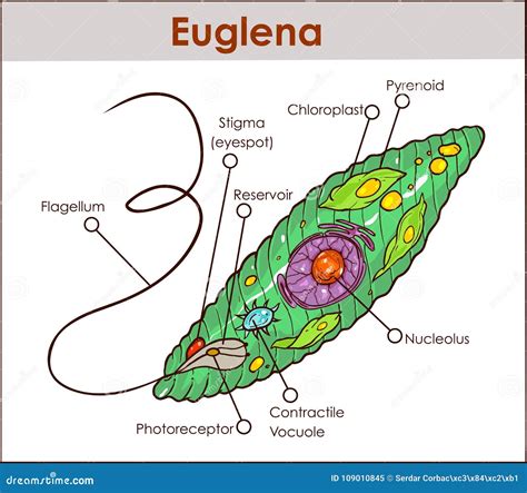 what are organism has traits that are similar to eugelna